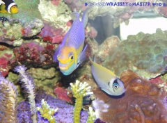 Genicanthus semifasciatus PAIR ( Male & Female )