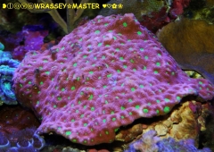 Australian War Coral  (Favites Pentagona)