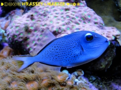 Sargassum Triggerfish or Red-Tailed Triggerfish aka Xanthichthys ringens