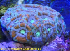 Acanthastrea lordhowensis