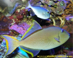 Red Tail Triggerfish aka Xanthichthys ringens with Crosshatch X Bluethroat Triggerfish Hybrid ❤ღ｡◕‿◕｡ღ❤ aka Xanthichthys mento X auromarginatus