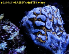 ‘Tiger Sponge’ or Botrylloid Tunicate (Botrylloides sp.)