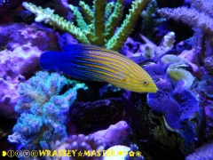 Feminus Wrasse aka Anampses femininus