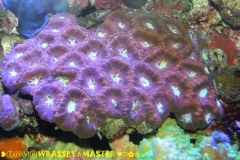 Acanthastrea lordhowensis