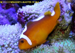 Thielli Clownfish