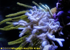 Menella Sp Red with Yellow Polyps