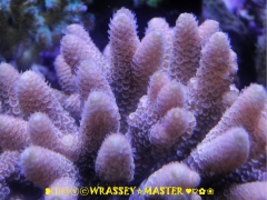 Acropora spathulata