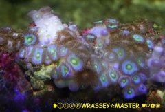 Exotic Zoas