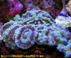 Vietnamese Acanthastrea lordhowensis