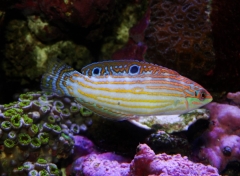 Adorned Wrasse (Halichoeres cosmetes)