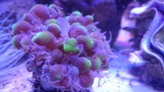 hybrid bubble coral