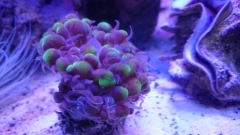 hybrid small bubble coral