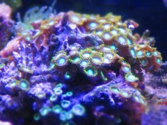 zoas