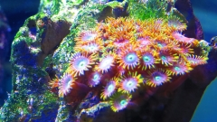 zoas