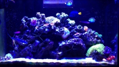 2ft overstocked tank