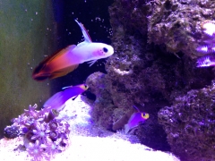 Helfrichi Fire Goby