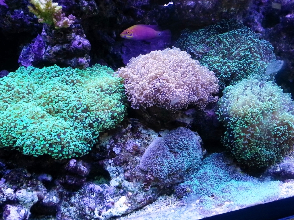octo
