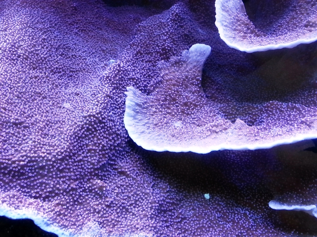 monti