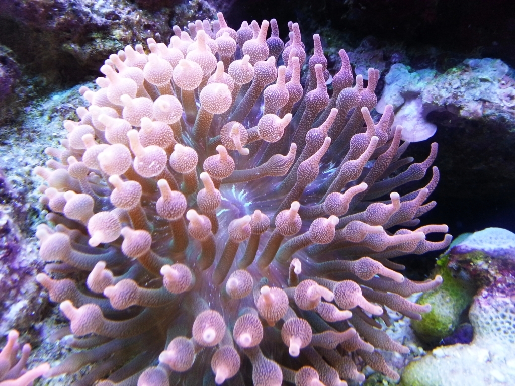 RBTA
