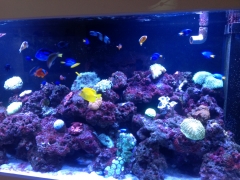 KBT aquarium