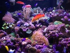 90G Reef Creations part 4