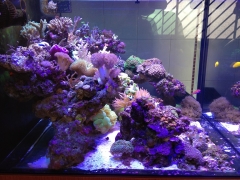 90G Reef Creations part 3