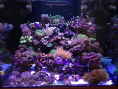 90G Reef Creations part 2