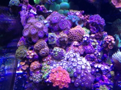 Zoas Garden