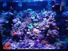 90G Reef Creations