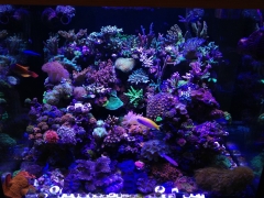 90G Reef Creations