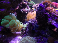 90G Reef Creations part 5