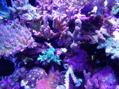 90G Reef Creations