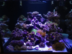 90G Reef Creations