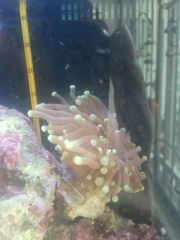 NEW torch coral