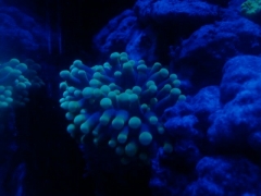 New torch coral!