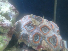 New Acan Coral!