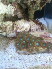 First Green Zoas coral in my tank