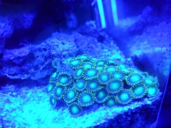 Update - ZOAS green coral