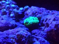Mini candy cane coral