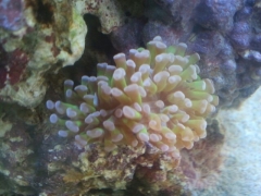 First Hammer coral