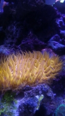 favorite plate coral
