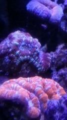 more acans