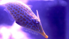 Harlequin Filefish