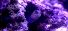 Blue Midas Blenny