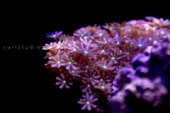 Clove Coral