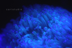 Purple Tip Elegance Coral