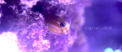 Yellow Midas Blenny