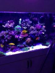 Whole tank