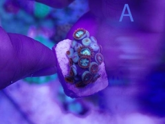 Zoas