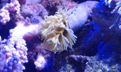 yellow tube worm